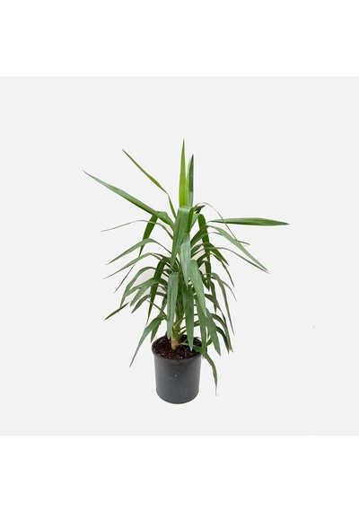 Thebestonline Çelik Yucca, 2 Adet