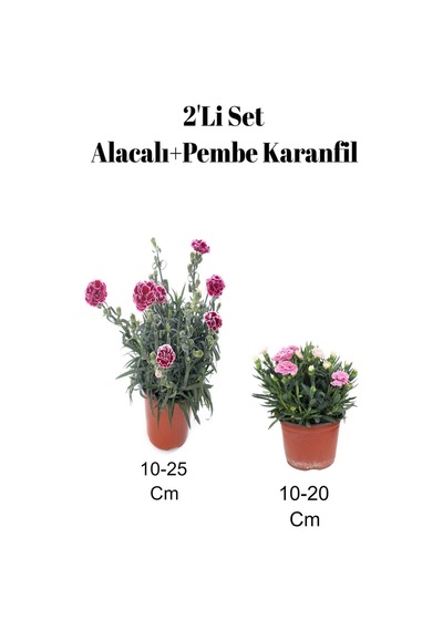 2'li Set Alacalı Kırmızı Karanfil+ Pembe Karanfil Çiçeği Dış Mekan Bitkisi