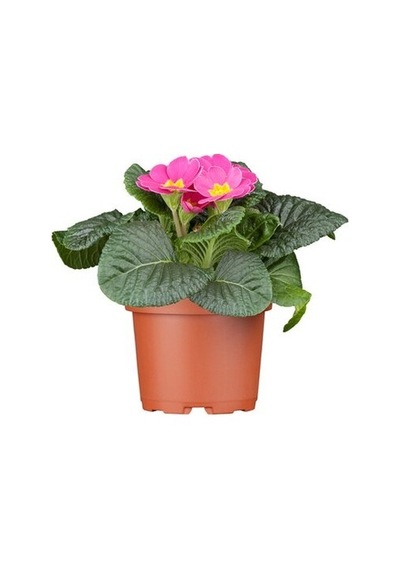 Çuha Çiçeği Primula 50 Adet