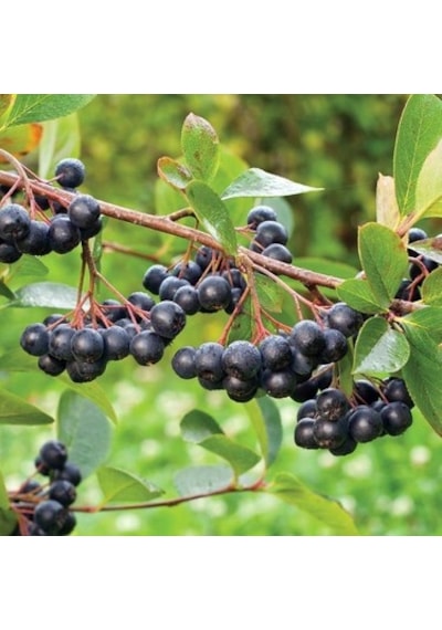 Nero Aronia Aronya Fidanı Fidesi 10-20 Cm