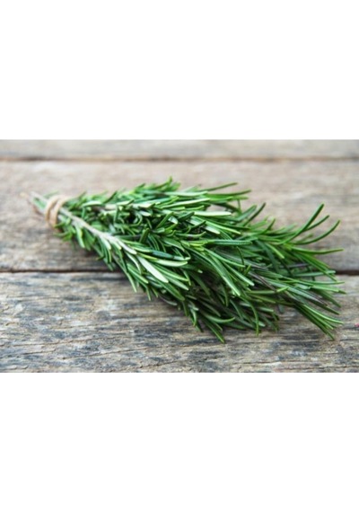 Biberiye Bitkisi Rosmarinus Officinalis Saksıda 15-25 Cm