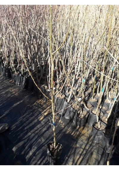 Anadolu İğde Fidanı Elaeagnus Angustifolia 2 Adet