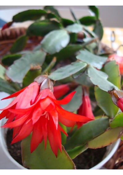 Videolu 1 Adet Kırmızı Renk Yılbaşı Çiçeği 20-30 Cm Tüplü Çiçekli Bodur Bitki Euphorbia Pulcherrima