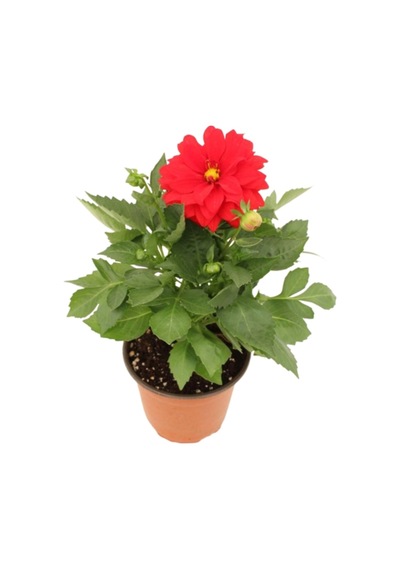 Dahlia - Yıldız Çiçeği - Dalya Bitkisi Kırmızı Renk Dış Mekan Balkon Bahçe Peyzaj