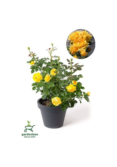 Saksılı Bahçe Gülü Sarı Renk 1 Adet Saksılı 30-50cm Dış Mekan Bitkisi