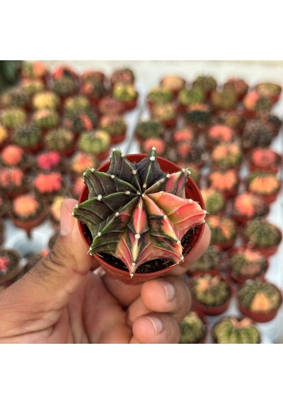 5.5 Lik Saksıda Gymno Gymnocalycium M.variegata Kaktüsü Black Pearl