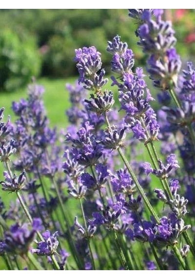 Videolu Şahane Kokulu 5 Adet Lavanta Çiçeği Fidanı 40-60cm Saksılı Lavander