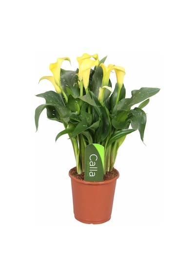 Gala Gelin Çiçeği Calla Lily Sarı 10-20 Cm