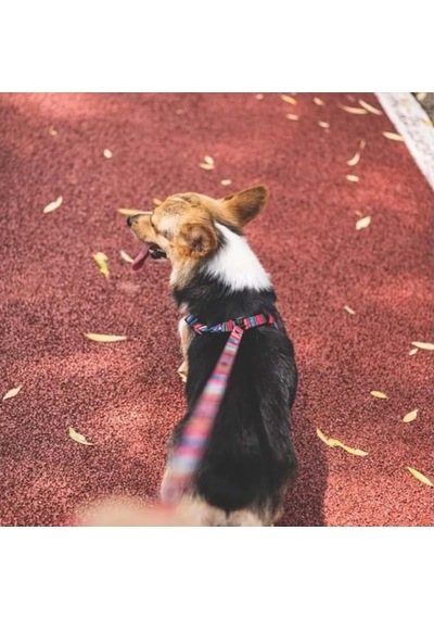 M-pets Urban Style Jazz Strıpes Gezdirme L Çok Renkli