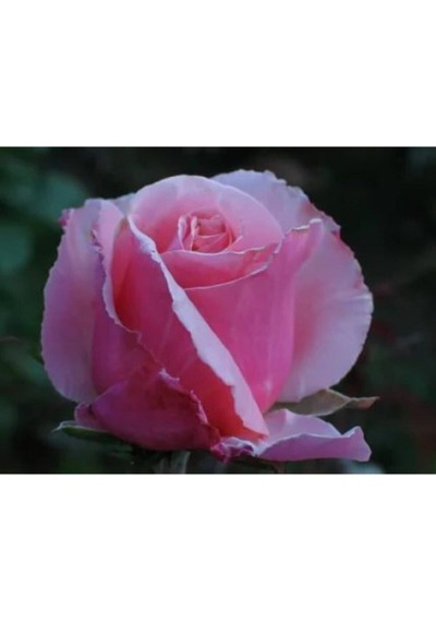 Videolu Pembe 1 Adet Bulgar Gülü Fidanı 40-60cm Saksılı Bulgarian Sapling
