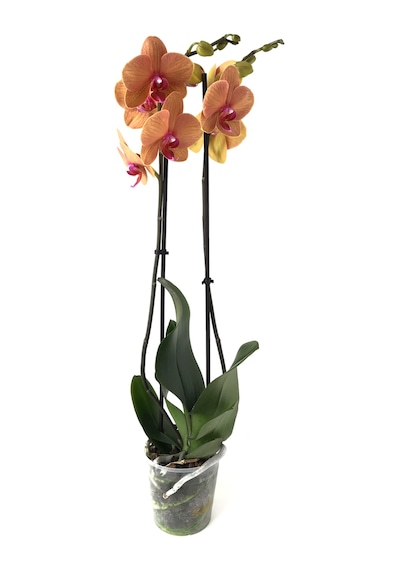 Phalaenopsis 'Golden Brick' (Turuncu Orkide) Ø12 CM 70-80 CM