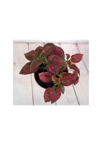 Benekli Hypoestes Fidanı Kırmızı 10-20 Cm