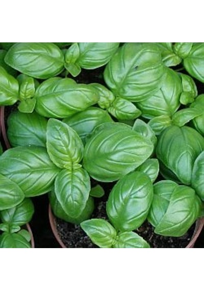 Ceneviz Fesleğeni Tohumu En Güzel Lezzete Sahip Fesleğen Türü