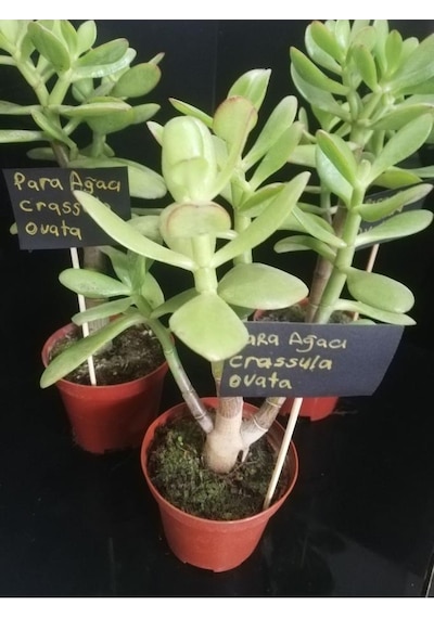 Para Ağacı Çiçeği Crassula Ovata Fidanı 10-20 Cm