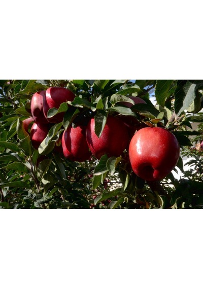 Fuji Kiku Elma Fidanı 3 Adet - Aşılı ve Tüplü