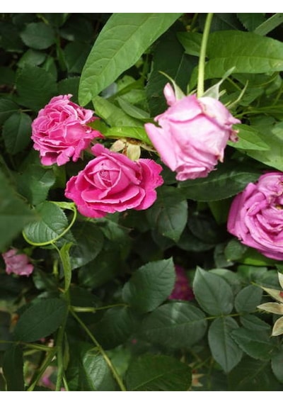 Videolu Yediveren Beyaz Pembe Ve Narçiçegi 30 80 Cm 3 Adet Saksılı Aşılı Gül Rose