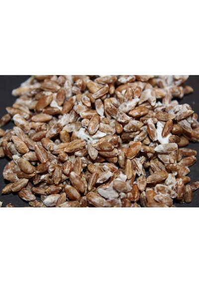 Istiridye Mantar Tohumu 6 Kg