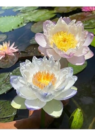 15 Adet Lotus Çiçeği Tohumu Nilüfer Çiçeği Karışık Renkli Orjinal Lotus Su Ve Toprakta Yetişir 20beyazcipso