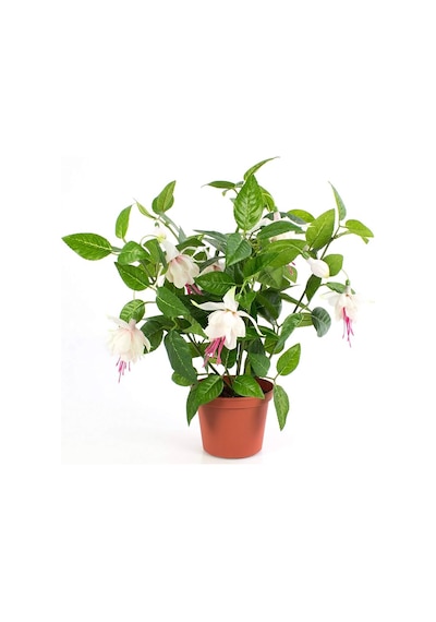 Küpeli Fuchsia Çiçeği Fidanı 10-20 Cm