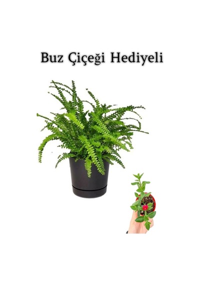 Hediyelik Aşk Merdiveni Çiçeği Sevgililer Gününe Özel Buz Çiçeği Hediyeli