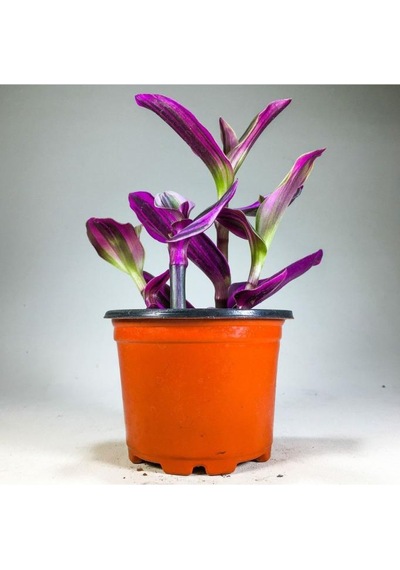 Tradescantia Nanouk Pembe Telgraf Çiçeği 8.5 Cm Saksıda