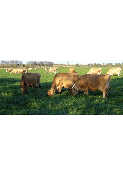 RyeGRass Otu Tohumu Süt Otu Tohumu 1 KG N118131
