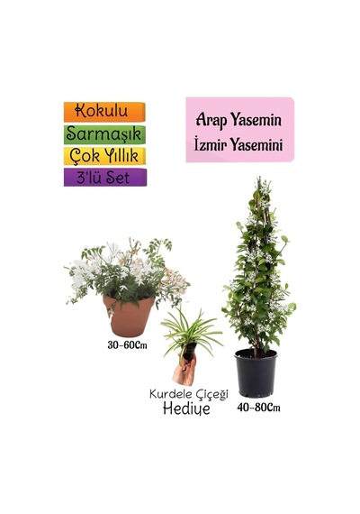 Kokulu Arap Yasemini+klasik İzmir Yasemin+kurdele Çiçeği 3'lü Bahçe Seti