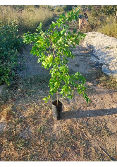 Ketembilla Fidanı 5 Yaş 120 Cm
