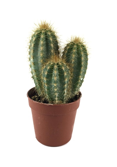 Pilosocereus Azureus Kaktüs Ø8,5 Cm Y10-15 Cm
