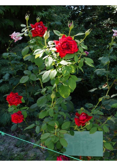 Videolu Yediveren Bodur Gül Koyu Kırmızı 15 30 Cm 2 Adet Tüplü Aşılı Gül Dark Red Rose