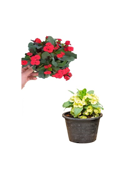 Sarı Kırmızı 2 Renk 2 Adet Milli Dikenler Tacı Çiçeği 15-30cm Saksılı Euphorbi A
