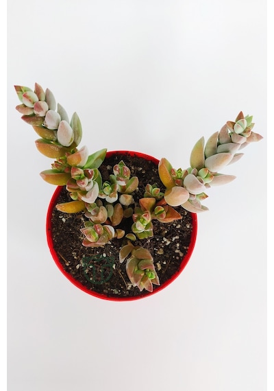 Crassula Moonglow Hybrid Fildişi Kule Nadir Sukulent Pembe Çiçek