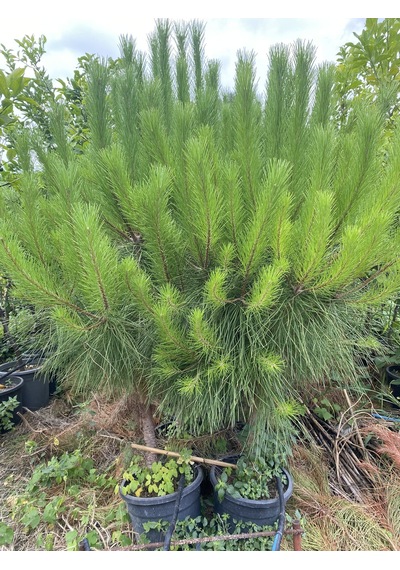 Saksılı Fıstık Çamı Fidanı 5 Yaşında Pinus Pinea