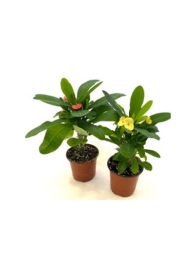 İç Mekan Euphorbia Kırmızı Mini Boy 5.5cm Saksıda