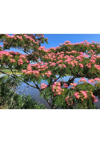 Gülibrişim Ağacı Tohumu 50 Adet Bonsai Tekniğine Uygun Tür