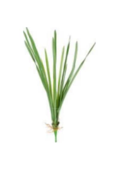 Yapay Saz Köklü Yeşil 55 Cm. Çok Renkli