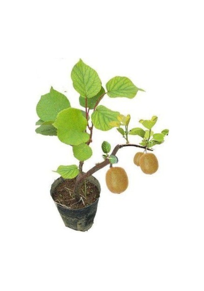 Nadir Ithal Bodur Kivi Bonzai Ağacı Tohumu 5 Tohum Bonsai Tohumu