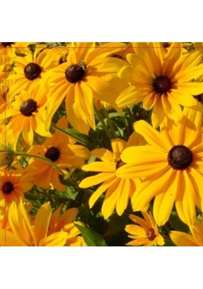 Arzuman Afrika Papatyası Tohumu Rudbeckia 100 Adet
