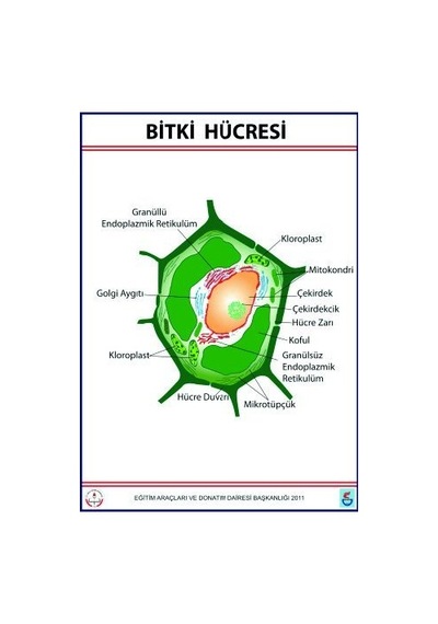 Bitki Hücresi Levhası 70X100 Cm N11.24436