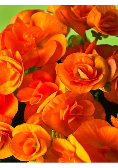 Turuncu Kalanşo Emel Hanım Çiçeği Fidanı 15-35cm Çiçekli Bodur Bitkiler Orange Kalanchoe