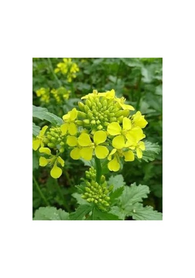 Sarı Hardal Tohumu Sinapis Alba 100 Gram - 938183483