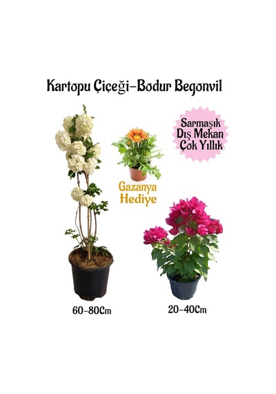 Kartopu Çiçeği 1 Adet +pembe Bodur Begonvil 1adet+sarı Gazanya Hediyeli Saksılı Bahçe Seti