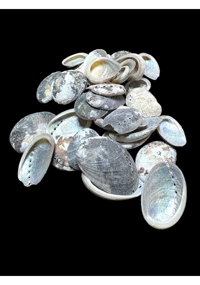 Deniz Kabukları 100 Gr No-20-halıotispulcherima