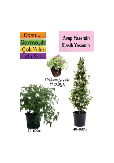 Kokulu Arap Yasemini+klasikyasemin+mezem Çiçeği Hediyeli 3'lü Bahçe Seti