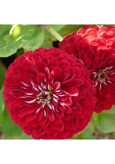 Super Scarlet Kırmızı Zinya Çiçeği Tohumu 40 Tohum