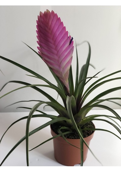 Tillandsia - Hava Çiçeği 5084