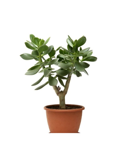 Şamador Areka -barış Çiçeği 30-40cm-para Çiçeği 15-30cm Ofis Çiçek Seti