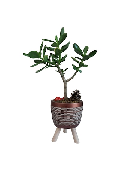 Sukulent Crassula Ovata | Ayaklı Bakır Renk Saksıda