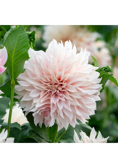 Cafe Au Lait Dahlia Yıldız Çiçeği Yumrusu (1 Adet)