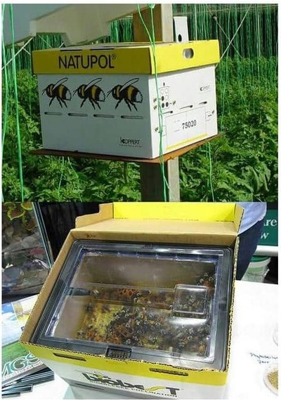 Avrasya Arıcılık Bombus Arısı
